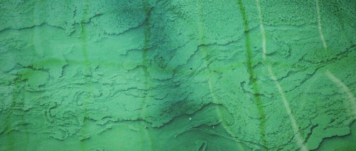 You Should Be Adding Spirulina into Your Daily Routine