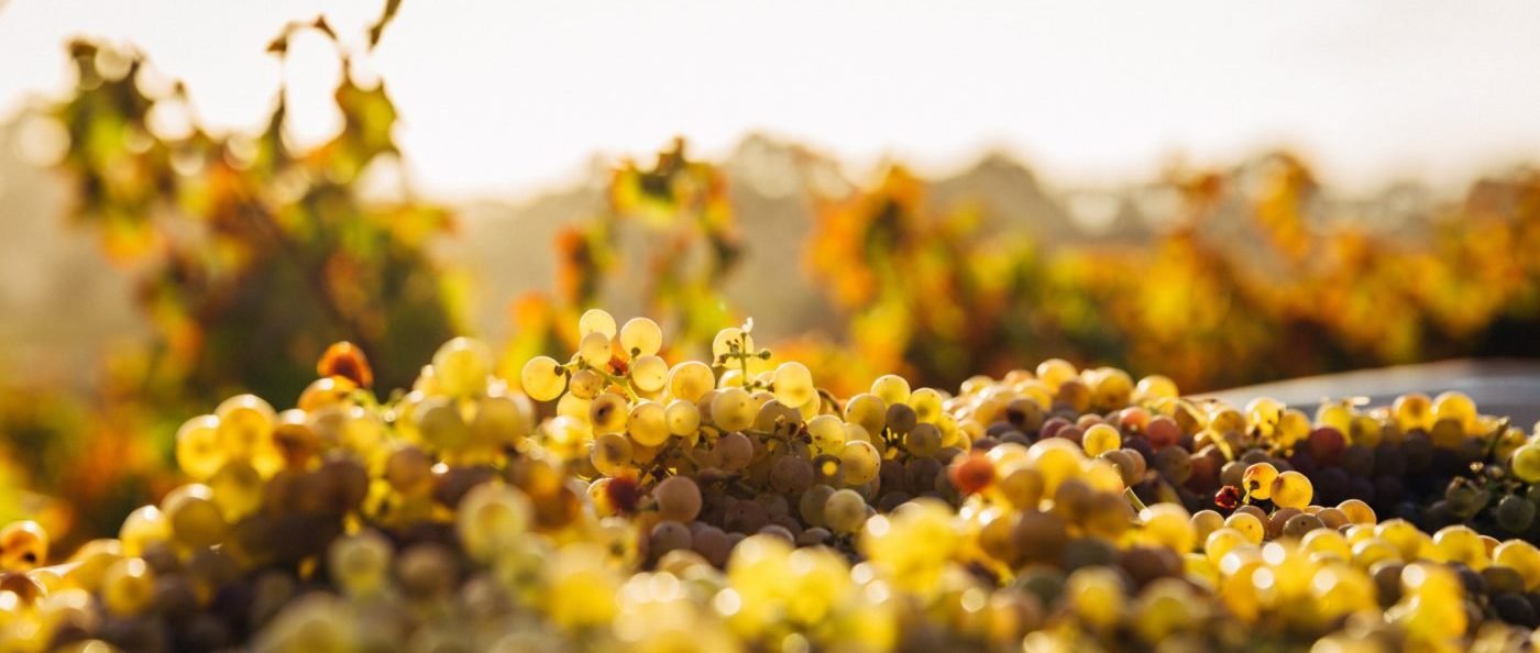 How to Master the Art of Pairing Natural Wine